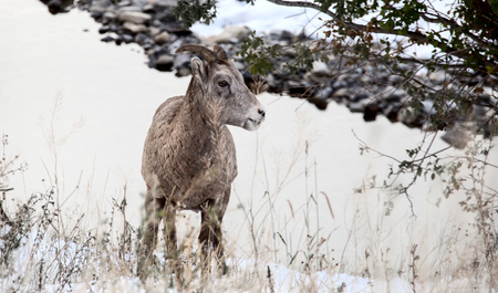 Rocky Mountain Ram  Big Horn Sheep Kananaskis Alberta Winterの写真素材