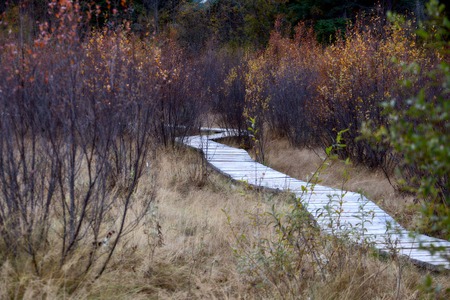 Golden British Columbia Kicking Horse Country Wooden Pathwayの写真素材