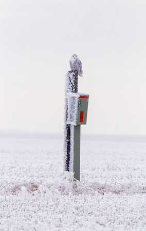Winter Frost Saskatchewan Canada ice storm Snowy Owlの写真素材