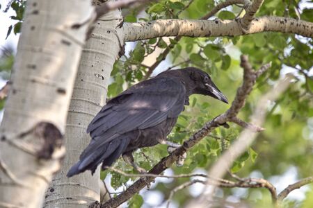Raven in Tree Blackbird noisy Prairie song bird Saskatchewanの写真素材