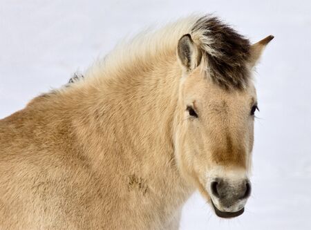Lupine Horse Canada in winter close up Saskatchewanの写真素材