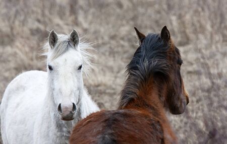 Prairie Horses Saskatchewan in field spring Canada