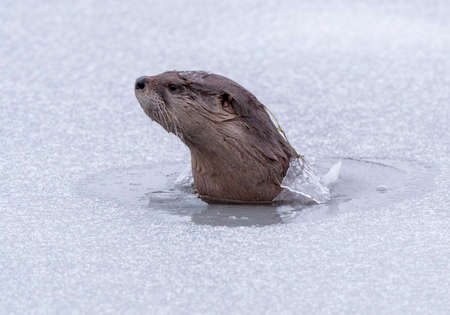 River Otters Saskatchewan Prince Albert National Park Closeの写真素材