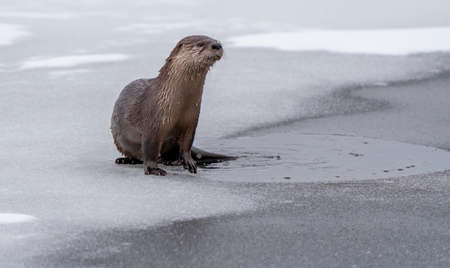 River Otters Saskatchewan Prince Albert National Parkの写真素材