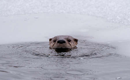 River Otters Saskatchewan Prince Albert National Park Closeの写真素材