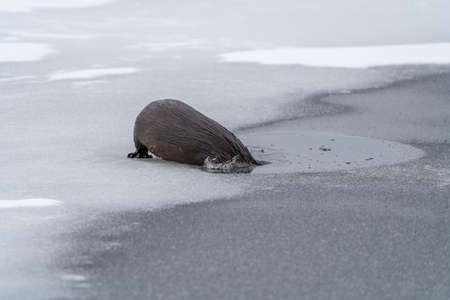 River Otters Saskatchewan Prince Albert National Park