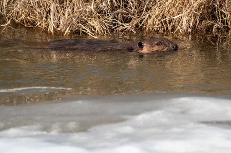 Beaver in Spring Canada Saskatchewan busy workingの写真素材