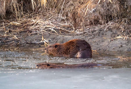 Beaver in Spring Canada Saskatchewan busy workingの写真素材