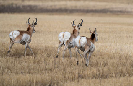 Pronghorn Antelope Saskatchewan in Springtime Farmers fieldの写真素材
