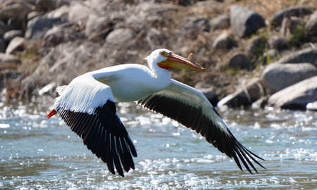American Pelican Saskatchewan in Flight Rural Prairieの写真素材