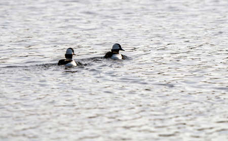 Hooded Merganser Ducks in Northern Saskatchewan Canadaの写真素材