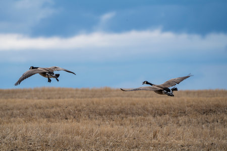Canada Goose in Flight Migration Saskatchewan Canadaの写真素材