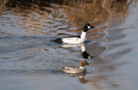 Goldeneye Ducks Saskatchewan Northern Boreal Fprest Pondの写真素材