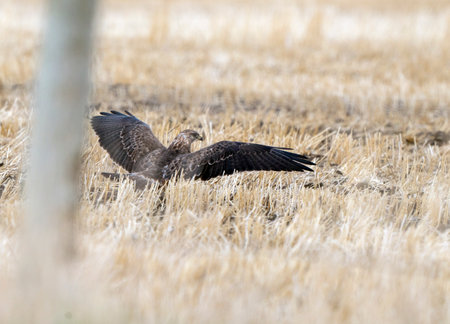 Hawk in Saskatchewan Canada in flight Canadaの写真素材
