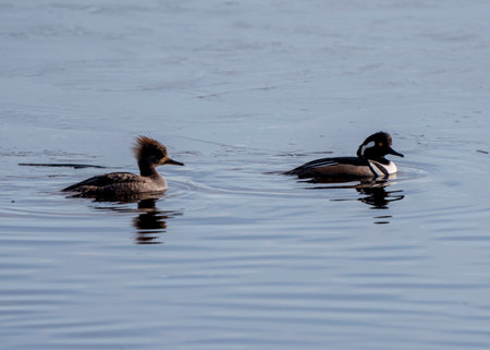 Hooded Merganser Ducks in Northern Saskatchewan Canadaの写真素材