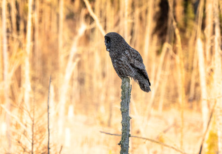 Great Grey Owl Saskatchewan perched in Dead Treeの写真素材