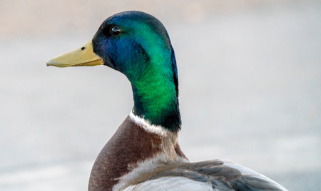 Mallard Duck Saskatchewan in a pond Springtimeの写真素材