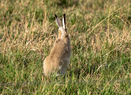 Rabbitt in Field in Saskatchewan Prairie spring