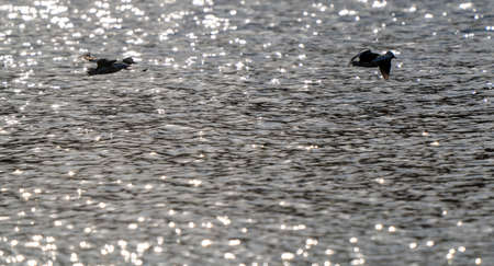 Hooded Merganser Ducks in Northern Saskatchewan Canadaの写真素材