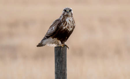 Hawk in Saskatchewan Canada in flight Canadaの写真素材