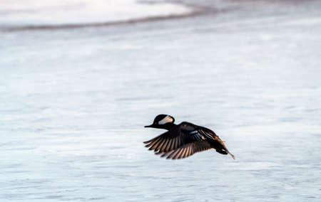 Hooded Merganser Ducks in Northern Saskatchewan Canadaの写真素材