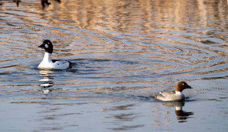 Goldeneye Ducks Saskatchewan Northern Boreal Fprest Pondの写真素材