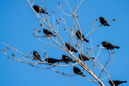 Blackbirds in Tree Springtime Saskatchewan Canada Multipleの写真素材