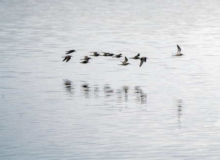 Shorebirds in Flight across a Saskatchewan Lakeの写真素材