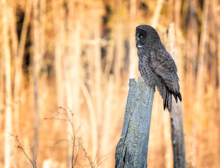 Great Grey Owl Saskatchewan perched in Dead Treeの写真素材