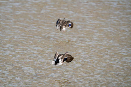 Blue Winged Teal in a Northern Saskatchewan Lakeの写真素材