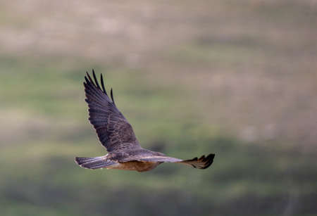 Hawk in Saskatchewan Canada in flight Canadaの写真素材