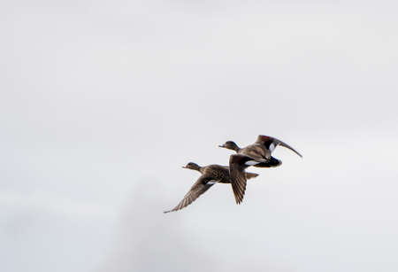 Canada Goose in Flight Migration Saskatchewan Canadaの写真素材