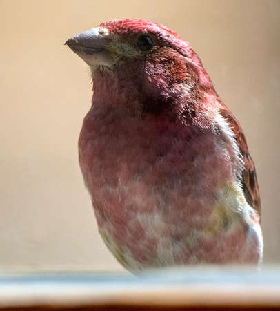 Pine Grosbeak Saskatchewan Close up at Feederの写真素材