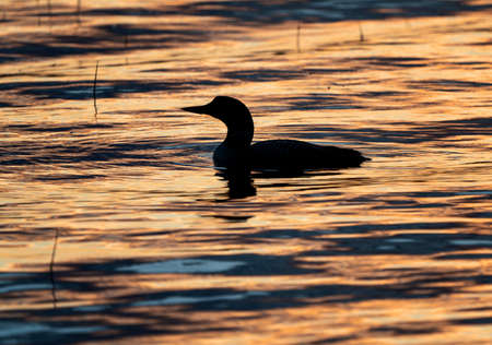 Northern Common Loon in a Saskatchewan Lake Canadaの写真素材