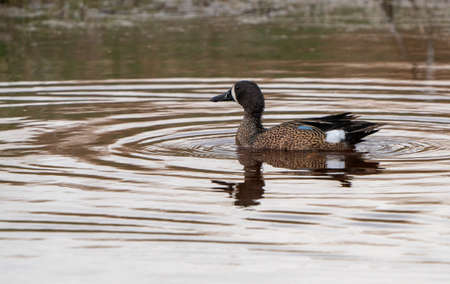 Blue Winged Teal in a Northern Saskatchewan Lakeの写真素材