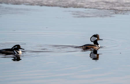 Hooded Merganser Ducks in Northern Saskatchewan Canadaの写真素材