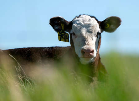 Cow Close Up in a Saskatchewan Field Canadaの写真素材