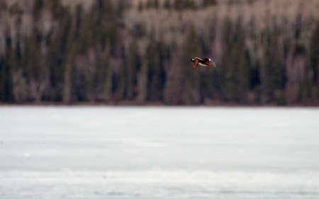 Prince Albert National Park in Winter Saskatchewan Waskesiuの写真素材