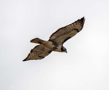 Hawk in Saskatchewan Canada in flight Canada