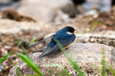 Purple Martin Perched  near a field Saskatchewanの写真素材