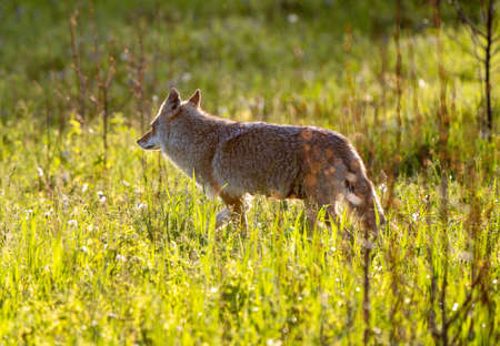 Coyote in Saskatchewan sunset light end of Day