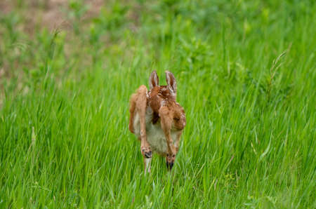 Deer Fawn Canada  young Newborn calf in Prairieの写真素材