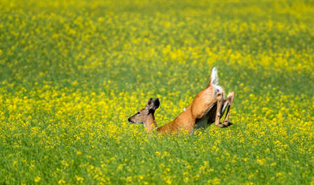 Deer Jumping in field Prairie Canola cropの写真素材