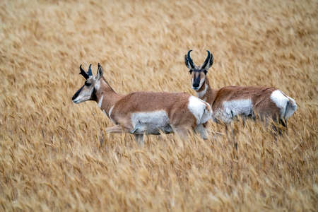 Pronghorn Antelope Prairie Canada in Wheat field Saskatchewanの写真素材