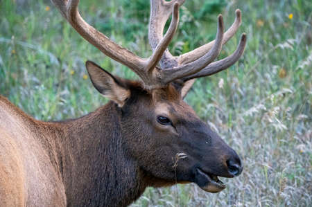 Close Up Elk Canada grazing in Northern Saskatchewanの写真素材