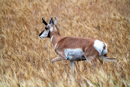 Pronghorn Antelope Prairie Canada in Wheat field Saskatchewanの写真素材
