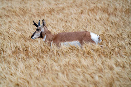 Pronghorn Antelope Prairie Canada in Wheat field Saskatchewanの写真素材