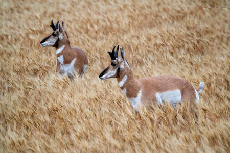 Pronghorn Antelope Prairie Canada in Wheat field Saskatchewanの写真素材
