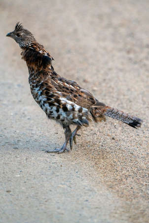 Spruce Grouse Close Up in Northern Saskatchewan Canadaの写真素材