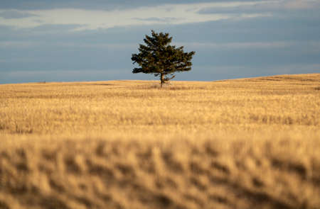 Scenic views of the Cypress Hills Saskatchewan Albertaの写真素材